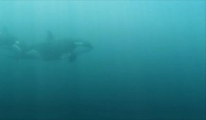 L'apparition de lésions cutanées chez les orques peut être le signe d'une infection grave