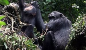 Bagarres amicales entre bébés chimpanzés   DESTINATION WILD  LES MERVEILLES DE L'AFRIQUE