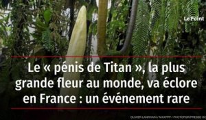 Le « pénis de Titan », la plus grande fleur au monde, va éclore en France : un événement rare