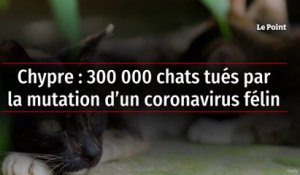 Chypre : 300 000 chats tués par la mutation d’un coronavirus félin