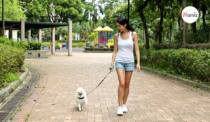 Chien en promenade : pourquoi il est important de bien surveiller son animal