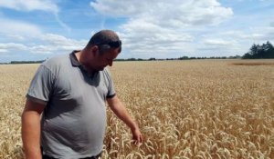 Les moissons de blé commencent dans le Nord et le Pas-de-Calais