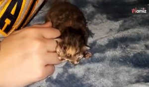 Elle aide sa chatte à mettre au monde ses petits, en voyant le 7e chaton elle pousse un cri de surprise