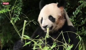 Le panda star Yuan Meng a quitté Beauval