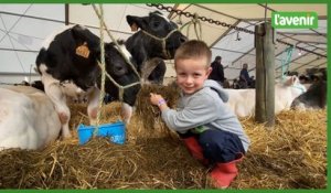 Foire de Libramont, vaches et taureaux à l'honneur