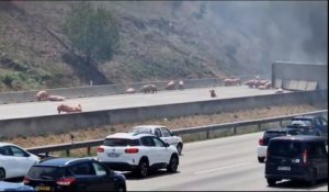 Espagne : des cochons sur une autoroute après une collision entre un camion et une voiture