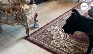 Ce grand chien s’est fait voler son jouet par un chat et n’ose pas le reprendre : c’est à mourir de rire (Vidéo )