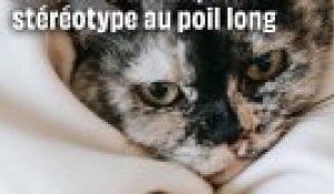 Les femmes à chat, un stéréotype au poil long