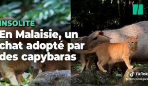 En Malaisie, ce chat adopté par des capybaras est devenu la vedette du zoo