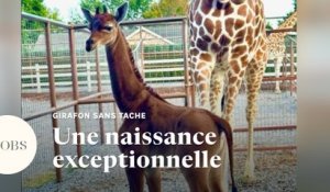 Un bébé girafe sans aucune tache est né dans un zoo aux Etats-Unis