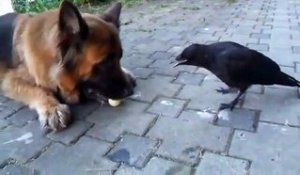 Un corbeau joue avec un chien à la baballe