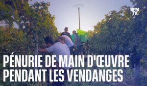 Dans le Bordelais, les vignerons s'organisent face à la pénurie de main d'œuvre pour les vendanges