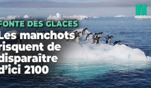 Des milliers de poussins déjà décimés, les manchots pourraient disparaître à cause du changement climatique