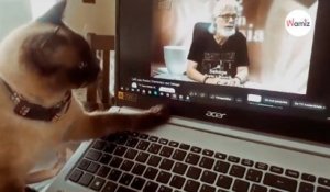 Elle montre une vidéo de son père décédé : la réaction de son chat est attendrissante !