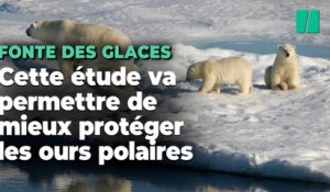Une étude fait enfin le lien entre émissions de CO2, fonte des glaces et déclin des oursons polaires