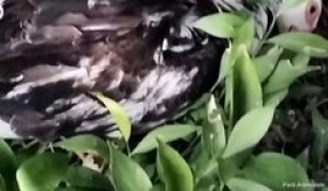 Des oiseaux morts au Jardin des Plantes de Toulouse
