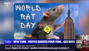 À New York, un influenceur organise des visites guidées gratuites pour voir des rats