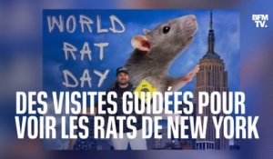 À New York, un tiktokeur organise des visites guidées pour observer... les rats