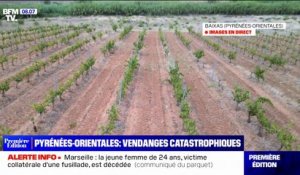 À cause de la sécheresse, les vignes en danger dans les Pyrénées-Orientales