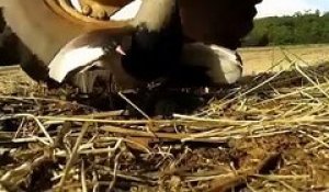Cette maman oiseau prend tous les risques pour protéger son nid face à une moissonneuse