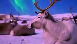 Instant magique en Norvège entre les rennes et les aurores boréales !