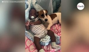 Ce chien n'est absolument pas d'accord pour que l'on approche le bébé : la vidéo étonne 1M de personnes