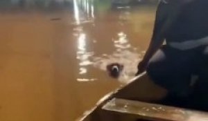 "Acte Héroïque en Pleines Inondations au Brésil : Un Père et Sa Fille Sauvent un Chien de l'Eau !"