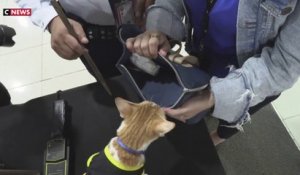 Manille : des chats pour accompagner les agents de sécurité