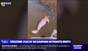 Une centaine de dauphins retrouvés morts dans le fleuve Amazone, la température trop élevée de l'eau mise en cause