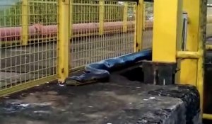 Un anaconda de 8m découvert par des ouvriers brésiliens