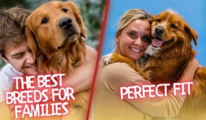 The Best Breeds for Families: Finding the Perfect Fit