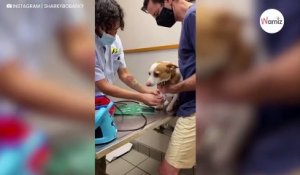 Elle pense que son chien est malade et dépense une fortune en soins : il la mène en bateau depuis le début (vidéo)