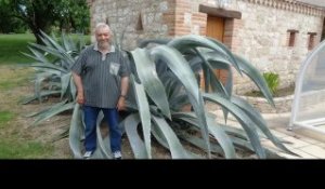 Vazerac. Tarn-et-Garonne : une plante exotique aux dimensions hors-norme en Quercy