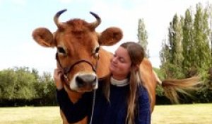 Élodie dresse sa vache Tagada comme "un gros poney"