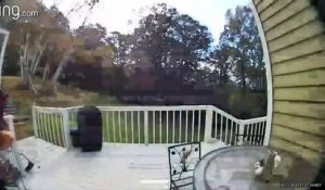 Aux États-Unis, un ours s’introduit dans une maison pour voler des lasagnes surgelées (vidéos 2)
