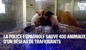 La police espagnole sauve 400 animaux d’un réseau de trafiquants