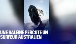 Une baleine percute violemment un surfeur australien