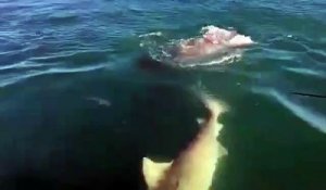 Un grand requin blanc vient dévorer la queue d'un autre requin sous les yeux des pecheurs