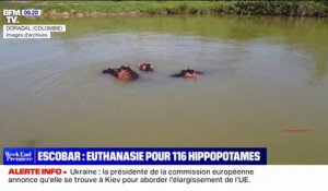 Le gouvernement colombien décide d'euthanasier 116 hippopotames de Pablo Escobar
