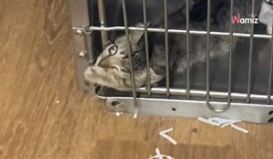 Ce chaton refuse de vivre derrière des barreaux : 2M de personnes assistent bouche bée à son évasion (vidéo)