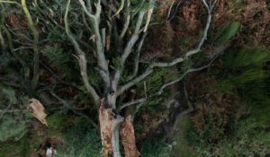 La tempête Ciaran détruit 80% de la forêt Saint-Patrice-de-Claids dans la Manche