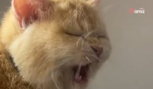 Un chat fan de Netflix : dès qu'il entend le générique, il a une réaction qui fait rire 5M de personnes