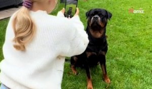 Un enfant fait une bêtise devant un Rottweiler : 356,4K personnes retiennent leur souffle (vidéo)