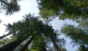 Les forêts anciennes pourraient stocker d'énormes quantités de carbone
