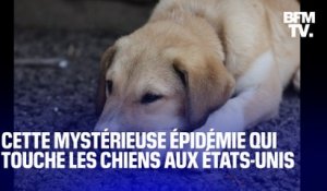 Aux États-Unis, une mystérieuse épidémie parmi les chiens inquiète les vétérinaires