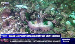 Comment les poulpes massacrent la production de coquilles Saint-Jacques dans le Finistère