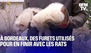 Bordeaux: des furets utilisés pour dératiser les abords d'une résidence