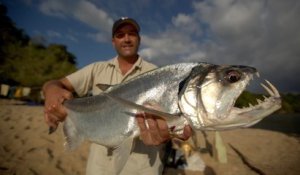 Bêtes de poissons