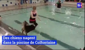 La piscine de Colfontaine a invité les amoureux des animaux à venir nager avec leur chien