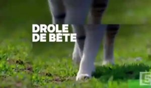 Une vie de chaton - Bande annonce